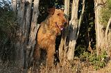 AIREDALE TERRIER 042